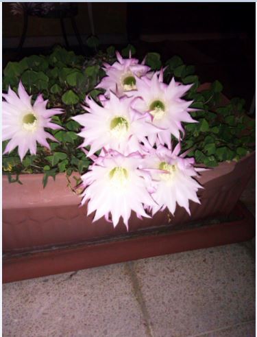 Name:  ac.JPG
Views: 337
Size:  37.7 KB