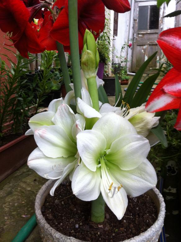 Name:  080.jpg
Views: 1499
Size:  73.1 KB