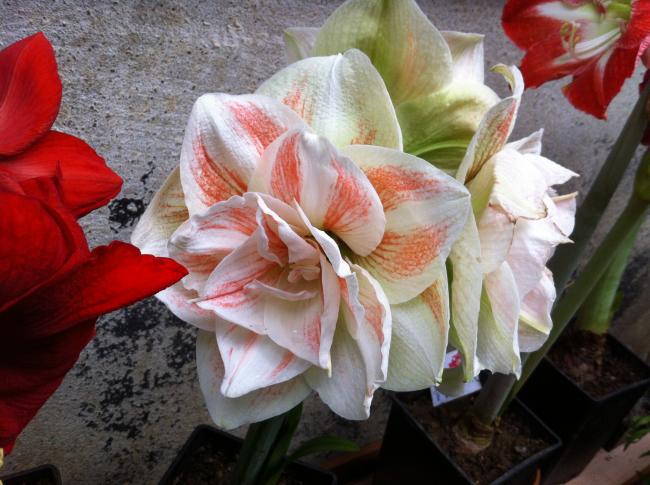 Name:  089.jpg
Views: 1545
Size:  52.8 KB