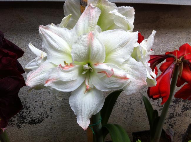 Name:  093.jpg
Views: 1576
Size:  51.4 KB