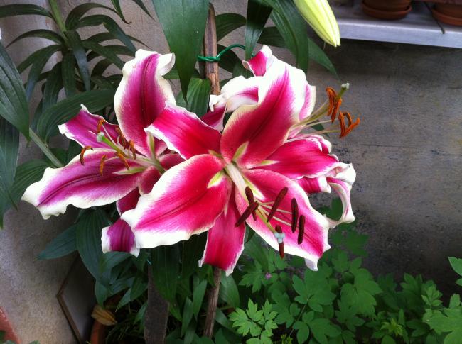 Name:  047.jpg
Views: 1804
Size:  56.2 KB