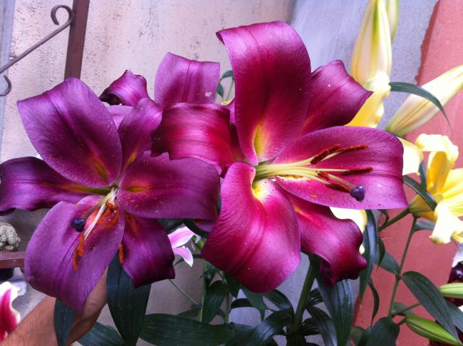 Name:  070.jpg
Views: 1824
Size:  54.0 KB