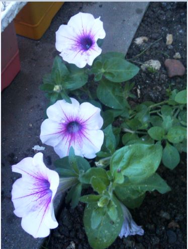 Name:  pe.JPG
Views: 298
Size:  41.4 KB