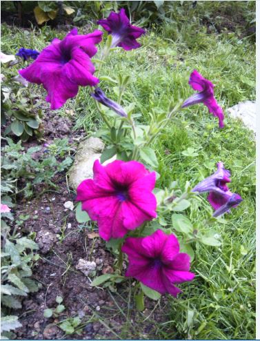 Name:  pe2.JPG
Views: 305
Size:  67.6 KB