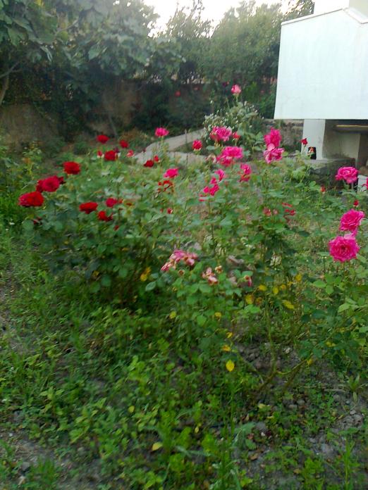 Name:  Fotoraf2984.jpg
Views: 602
Size:  74.1 KB