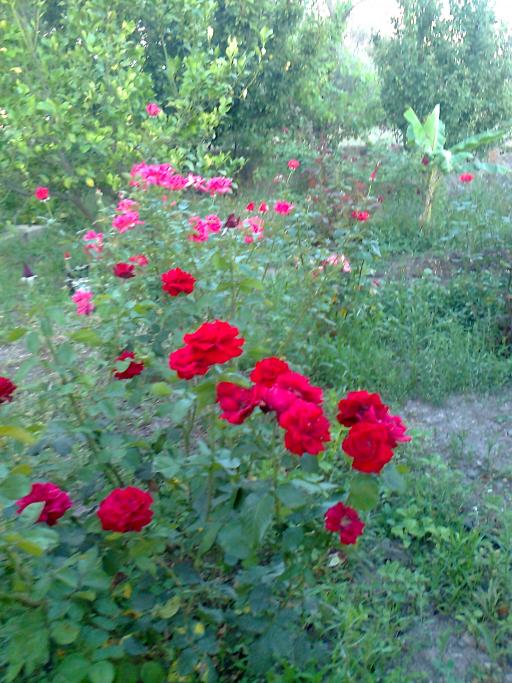 Name:  Fotoraf2985.jpg
Views: 538
Size:  76.9 KB