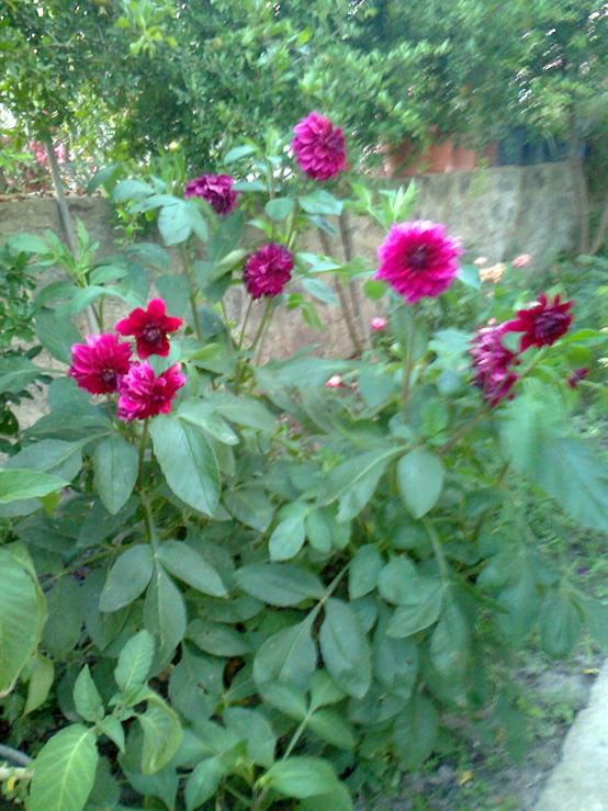 Name:  Fotoraf2981.jpg
Views: 525
Size:  74.8 KB