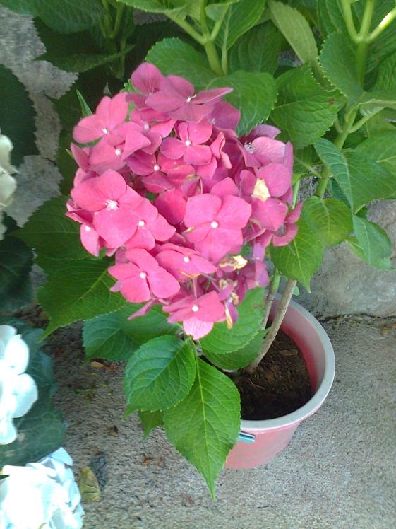 Name:  Fotoraf2979.jpg
Views: 540
Size:  73.5 KB