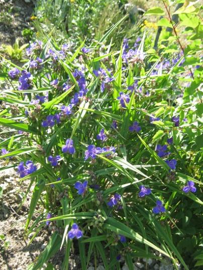 Name:  tradescantia andersoniana.jpg
Views: 880
Size:  68.3 KB