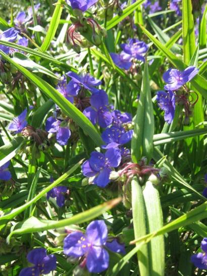 Name:  tradescantia andersoniana1.jpg
Views: 830
Size:  56.9 KB