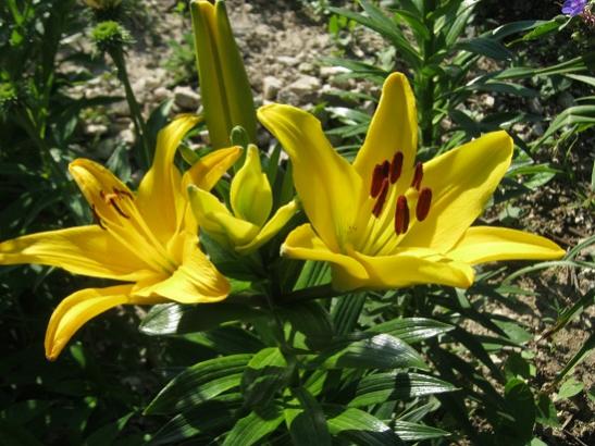 Name:  lilium.jpg
Views: 797
Size:  49.5 KB
