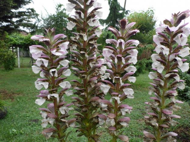 Name:  002.jpg
Views: 537
Size:  71.2 KB