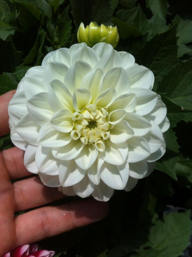 Name:  371.jpg
Views: 626
Size:  53.4 KB