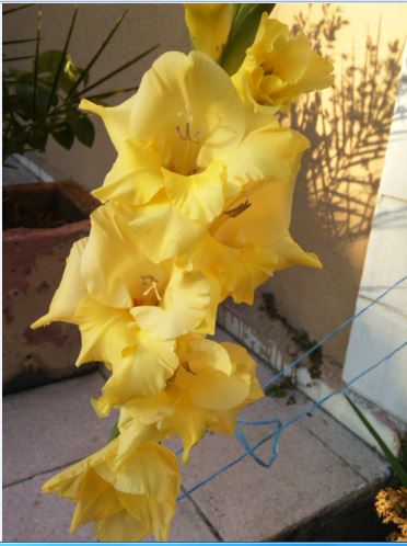 Name:  gl.JPG
Views: 249
Size:  38.8 KB