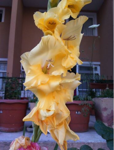 Name:  gl1.JPG
Views: 235
Size:  35.1 KB