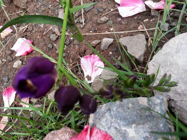 Name:  10468060_10153433302833415_4982365069157651418_n.jpg
Views: 470
Size:  71.4 KB