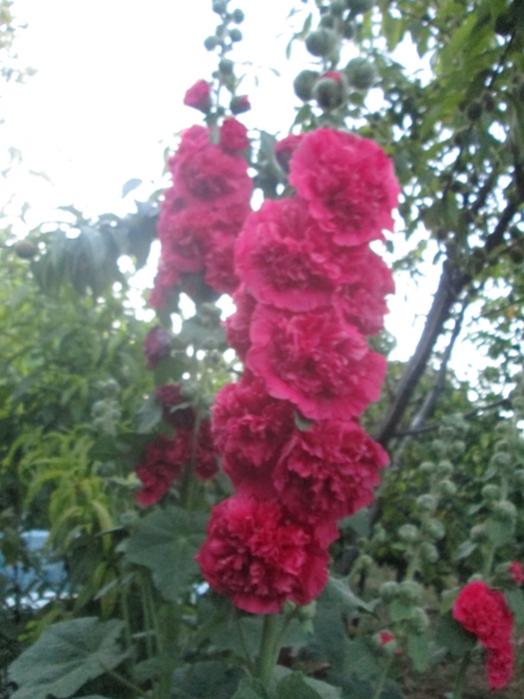 Name:  IMG_5360.jpg
Views: 497
Size:  49.2 KB