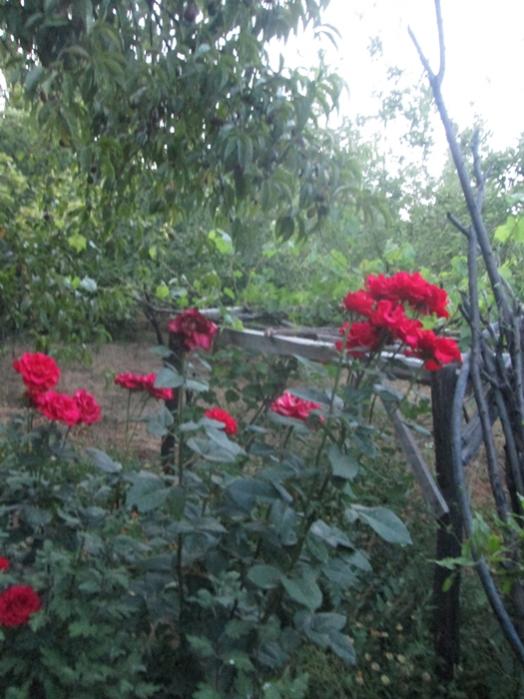 Name:  IMG_5366.jpg
Views: 455
Size:  59.5 KB