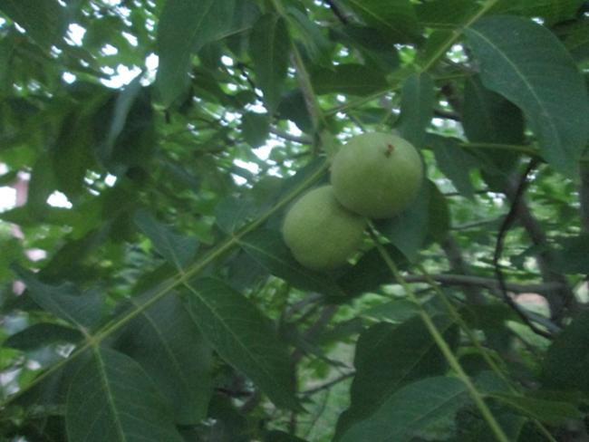Name:  IMG_5356.jpg
Views: 438
Size:  39.3 KB