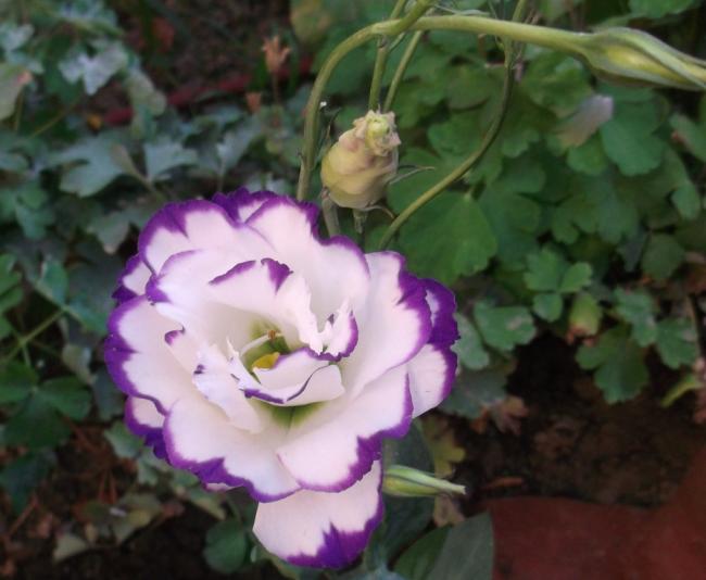 Name:  DSCF7340.jpg
Views: 402
Size:  38.7 KB