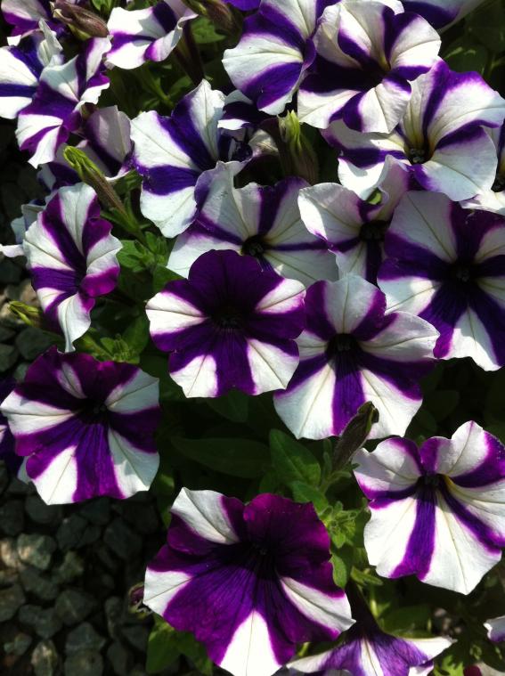 Name:  238.jpg
Views: 773
Size:  74.9 KB