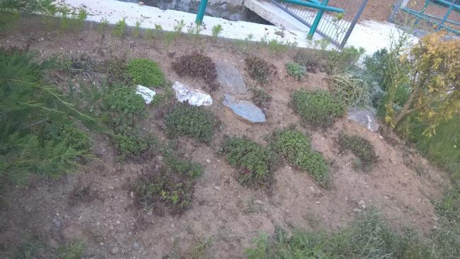 Name:  sedum1-25.6.2015.jpg
Views: 832
Size:  50.2 KB