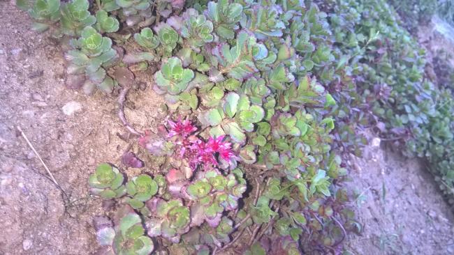 Name:  sedum3-25.6.2015.jpg
Views: 839
Size:  59.5 KB