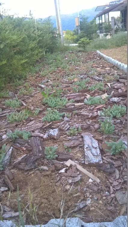 Name:  sedum 4-256,2015.jpg
Views: 591
Size:  76.8 KB