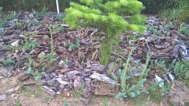 Name:  sedum 4,5 -25.6.2015.jpg
Views: 868
Size:  70.2 KB