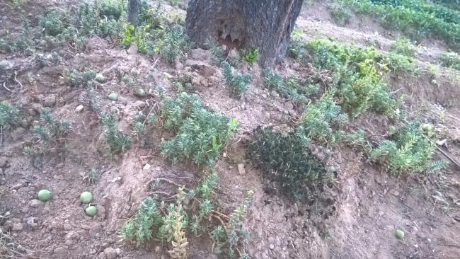 Name:  sedum 5 -25.6.2015.jpg
Views: 609
Size:  69.6 KB