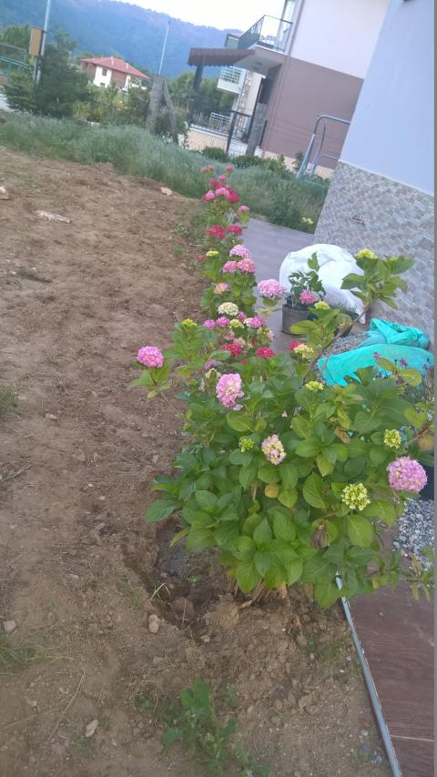 Name:  ortanca 25.06.jpg
Views: 848
Size:  73.4 KB