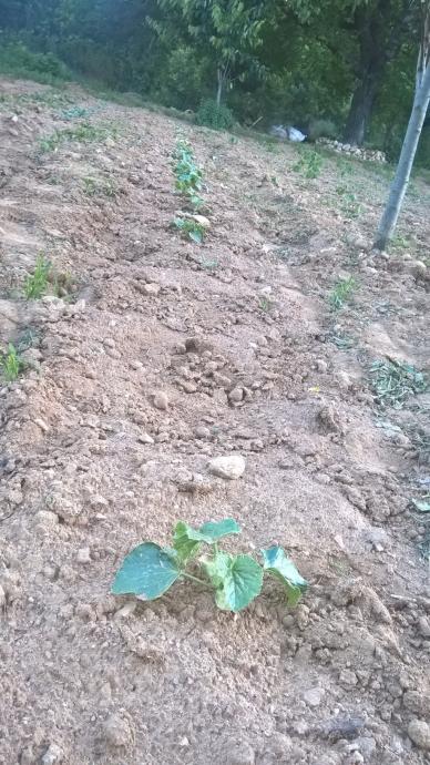 Name:  kavun 25.6.2015.jpg
Views: 617
Size:  75.0 KB