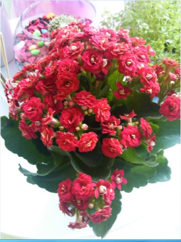 Name:  ka1.JPG
Views: 431
Size:  45.6 KB