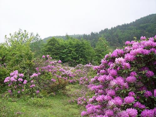 Name:  ormanguluk.jpg
Views: 10178
Size:  42.8 KB