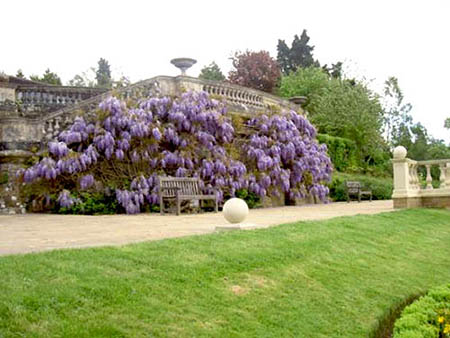 Name:  wisteria20sinensis.jpg
Views: 10455
Size:  56.4 KB