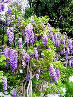 Name:  chinesewisteria4.jpg
Views: 13431
Size:  68.5 KB