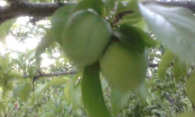 Name:  20150626_194943.jpg
Views: 377
Size:  28.8 KB