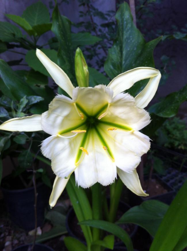 Name:  086.jpg
Views: 705
Size:  53.7 KB