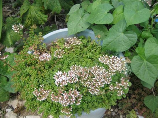Name:  sedum.jpg
Views: 906
Size:  52.8 KB