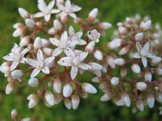 Name:  sedum-.jpg
Views: 907
Size:  32.0 KB