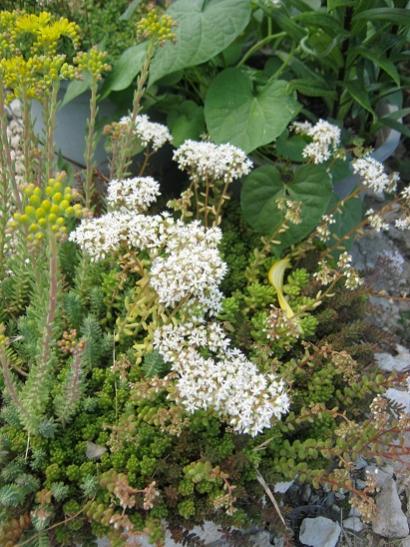 Name:  sedum1.jpg
Views: 896
Size:  57.2 KB
