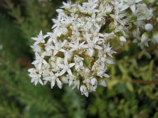 Name:  sedum--.jpg
Views: 899
Size:  33.5 KB
