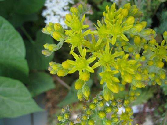 Name:  sedum---.jpg
Views: 893
Size:  33.5 KB