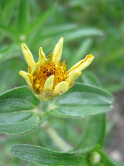 Name:  bahcedenn zinnia.jpg
Views: 1083
Size:  23.1 KB