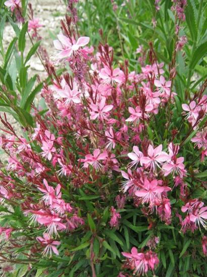 Name:  gaura.jpg
Views: 895
Size:  61.1 KB