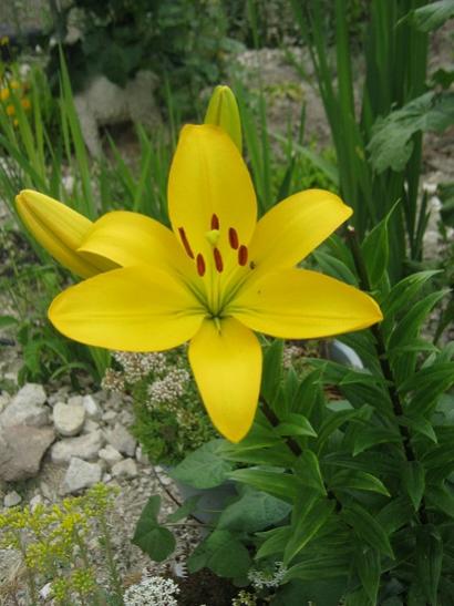 Name:  lilium.jpg
Views: 884
Size:  37.3 KB