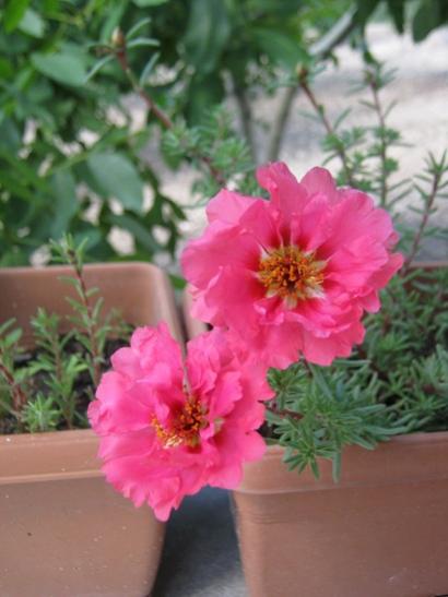 Name:  ipek4.jpg
Views: 1101
Size:  30.8 KB
