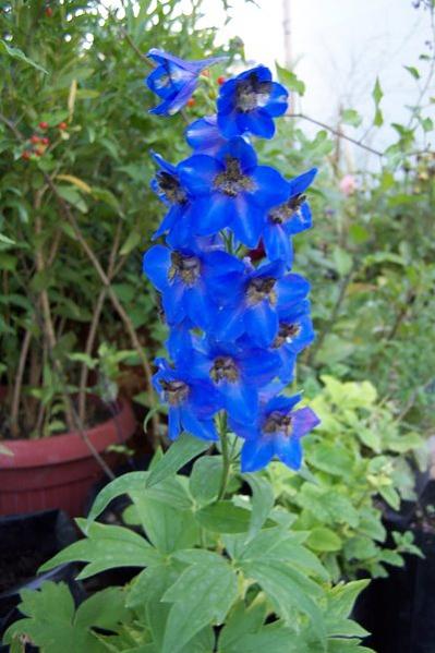 Name:  delphinium1.jpg
Views: 4046
Size:  42.6 KB