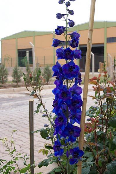 Name:  delphinium2.jpg
Views: 4041
Size:  46.8 KB