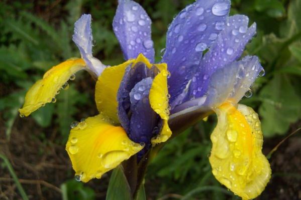 Name:  iris-fenerium.jpg
Views: 4138
Size:  34.0 KB